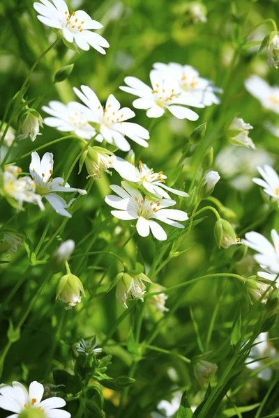 Hermosas flores del prado — Foto de Stock