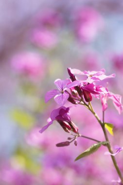 Mor kır çiçekleri