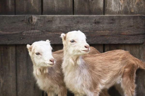Binnenlandse geiten in de farm — Stockfoto