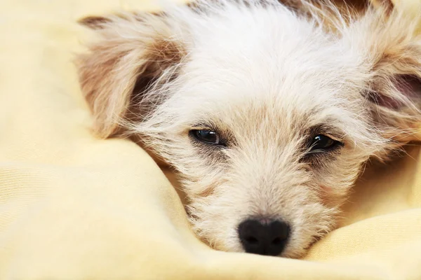 Cute puppy dog — Stock Photo, Image