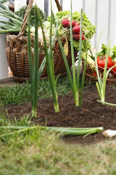 Fresh organic vegetables in wicker basket — Stock Photo, Image