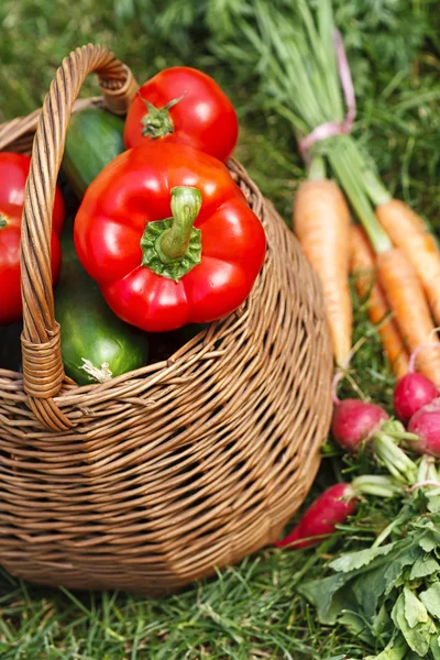 Nyskördade grönsaker-grönsaker — Stockfoto