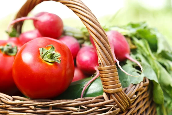 Produtos hortícolas frescos colhidos — Fotografia de Stock