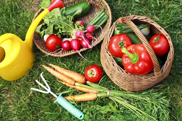 Verdure biologiche in giardino Fotografia Stock