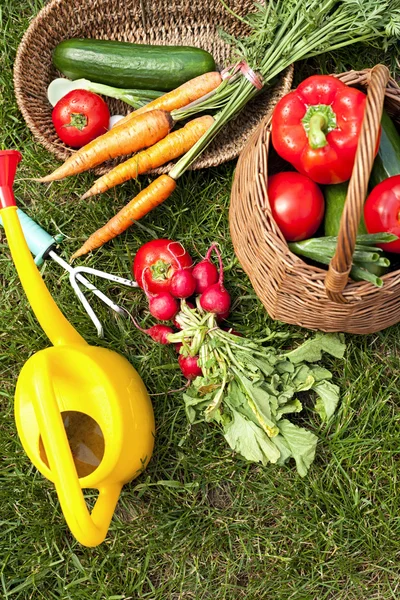 Verdure biologiche in giardino Foto Stock