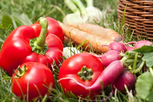 Freshly picked vegetables — Stock Photo, Image