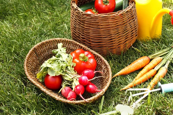Производство органических овощей — стоковое фото