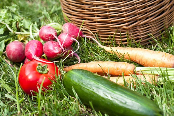 Fresh seasonal organic vegetables — 图库照片