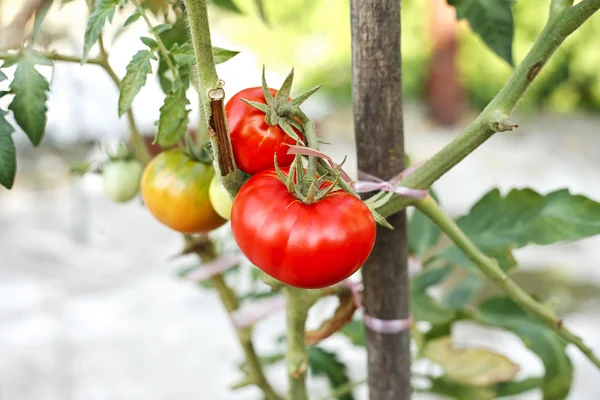 Стиглі помідори на гілці — стокове фото