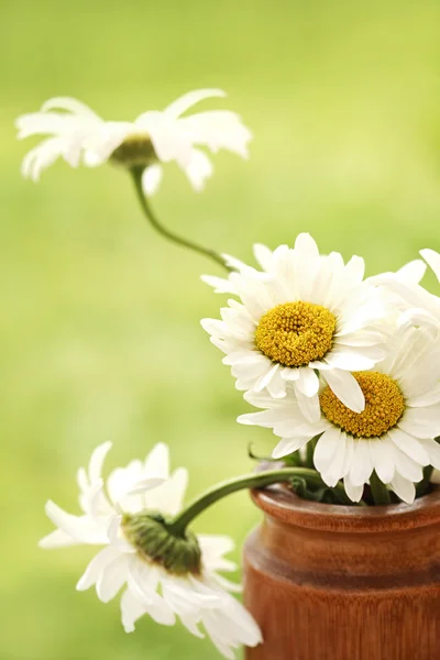 緑の背景に菊の美しい白い花 — ストック写真