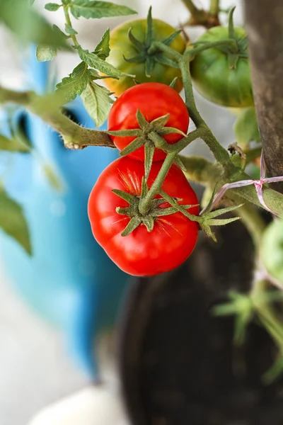 Βιολογικές ντομάτες στον κήπο — Φωτογραφία Αρχείου