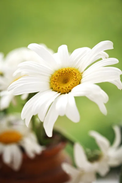 Hermosa flor-primavera — Foto de Stock