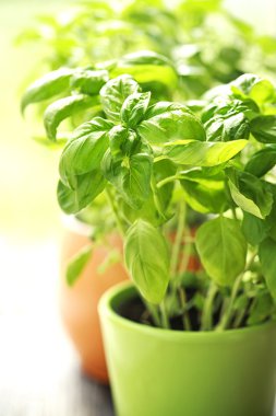 organik taze yeşil fesleğen