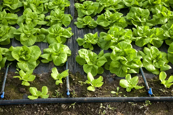 Lettuce in greenhouses — Stock Photo, Image