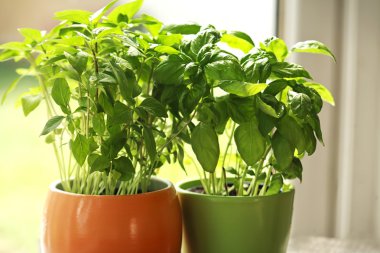 taze fesleğen otlar