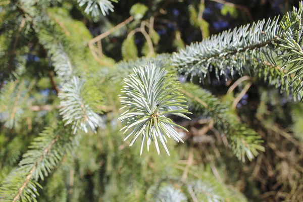 New Growth on Pine Tree — Stock Photo, Image