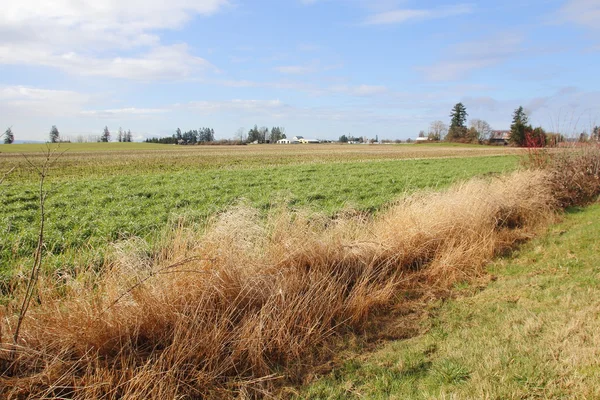 Washington Grazing y pastizales — Foto de Stock