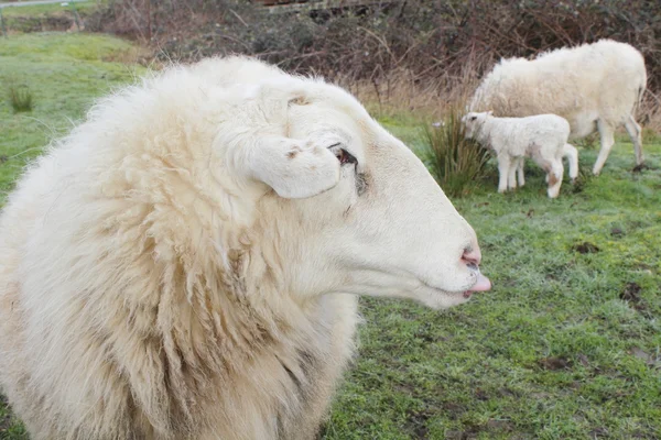 Ram and His Family — Stock Photo, Image