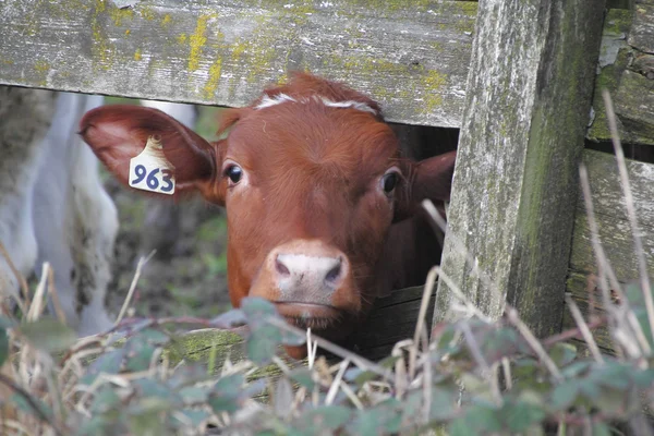 Junge Milchkuh — Stockfoto