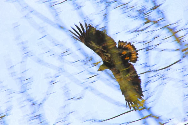 Adelaar vliegt door de bomen — Stockfoto