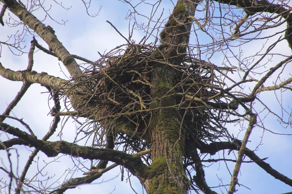 孤立的无人居住的鹰巢 — 图库照片
