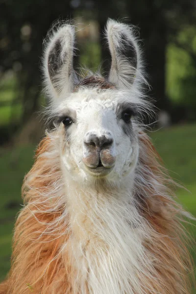 Lama und schwerer Frühjahrsmantel — Stockfoto