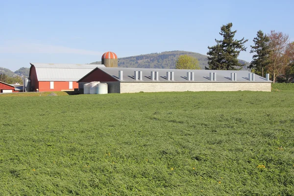 Bâtiment de ferme en briques pour vaches laitières — Photo