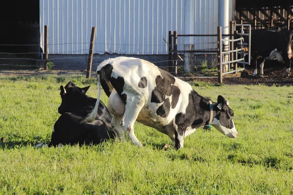 Dojné krávy se snaží postavit — Stock fotografie