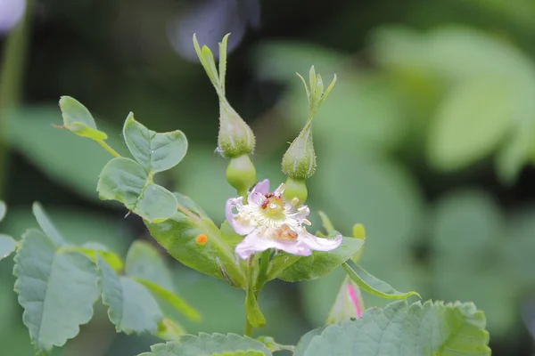 Close on Blackberry Blossoms — Stock Photo, Image