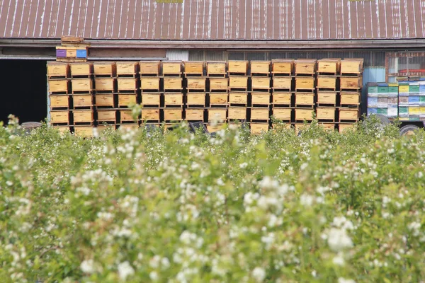 Travar av Bee lådor — Stockfoto