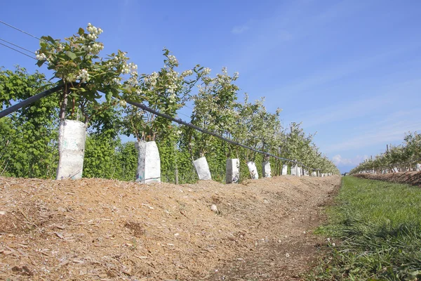 Freshly Planted Blueberry Stock — Stock Photo, Image