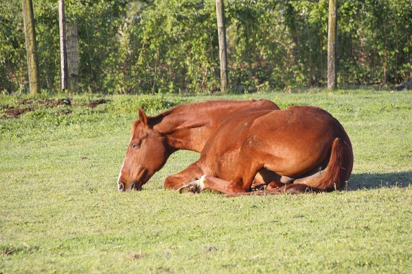 Un étalon mâle adulte fatigué — Photo