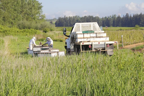 Beekeepers Transporting Boxes to the Crop — Stock Photo, Image