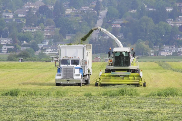 Combine Harvester Uploading Hay — Stock Photo, Image