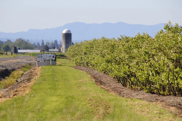 Gehuurde Washington Bee vakken voor bestuiving — Stockfoto