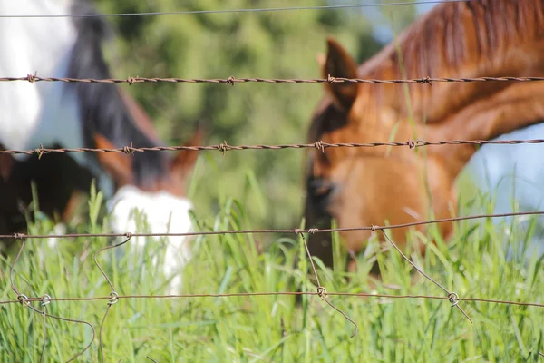 Houden van boerderijdieren en huisdieren omheind — Stockfoto