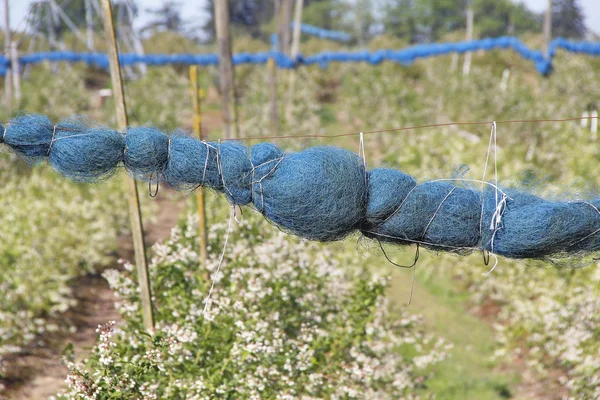 Tutup Netting Blueberry Terbungkus — Stok Foto