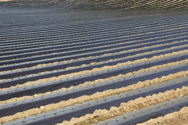 Ряды клубники в поле — стоковое фото