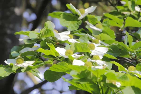 Árvore de magnólia branca Flores — Fotografia de Stock