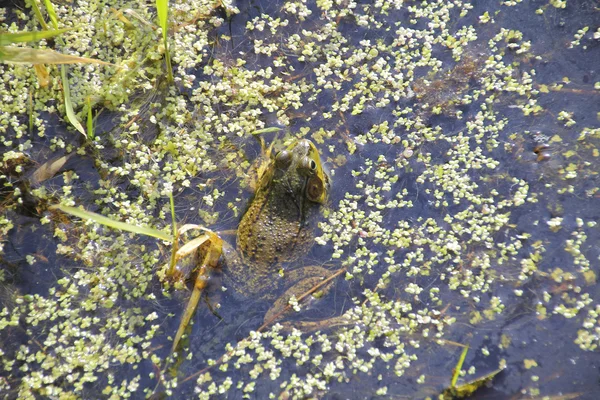 沼の緑のカエル — ストック写真