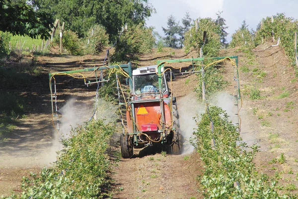 Applying Nutrients to Blueberry Crop — Stock Photo, Image