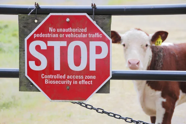 Bio güvenlik veya Biyogüvenlik ve çiftlik hayvanları — Stok fotoğraf