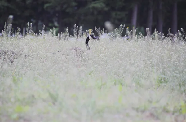 Bernache du Canada dans le pinceau sauvage — Photo