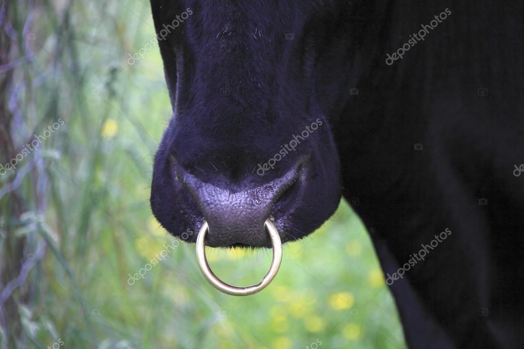 Nose Ring Horse Stock Photos - Free & Royalty-Free Stock Photos from  Dreamstime