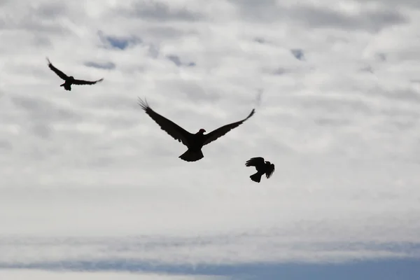 Gequälter und attackierter Vogel — Stockfoto