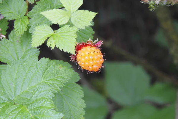 Salmonberry amarelo selvagem da primavera — Fotografia de Stock