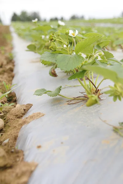 Nära på Strawberry växt — Stockfoto