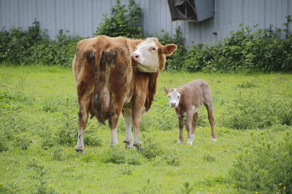 Jersey ko och kalv — Stockfoto