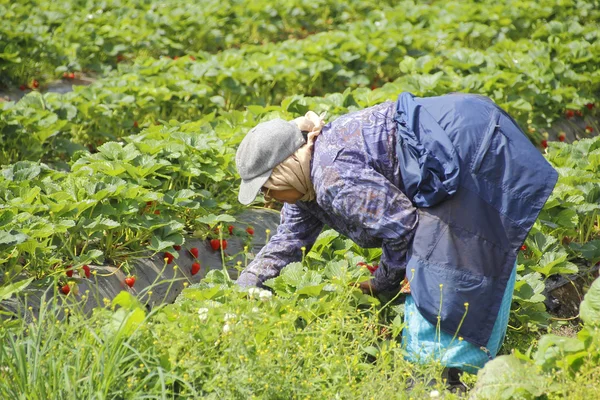 Trabajadores de campo de la India Oriental en Canadá —  Fotos de Stock