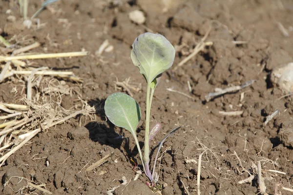 Cauliflower Seedling breaking ground — Stock Photo, Image